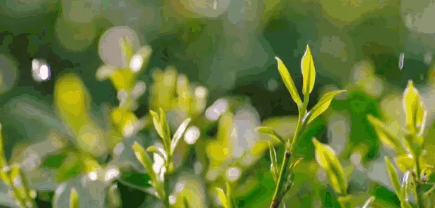巴黎世家香水 巴黎世家从不坑穷人!8千2塑料袋卖断货,设计师到底在想什么?