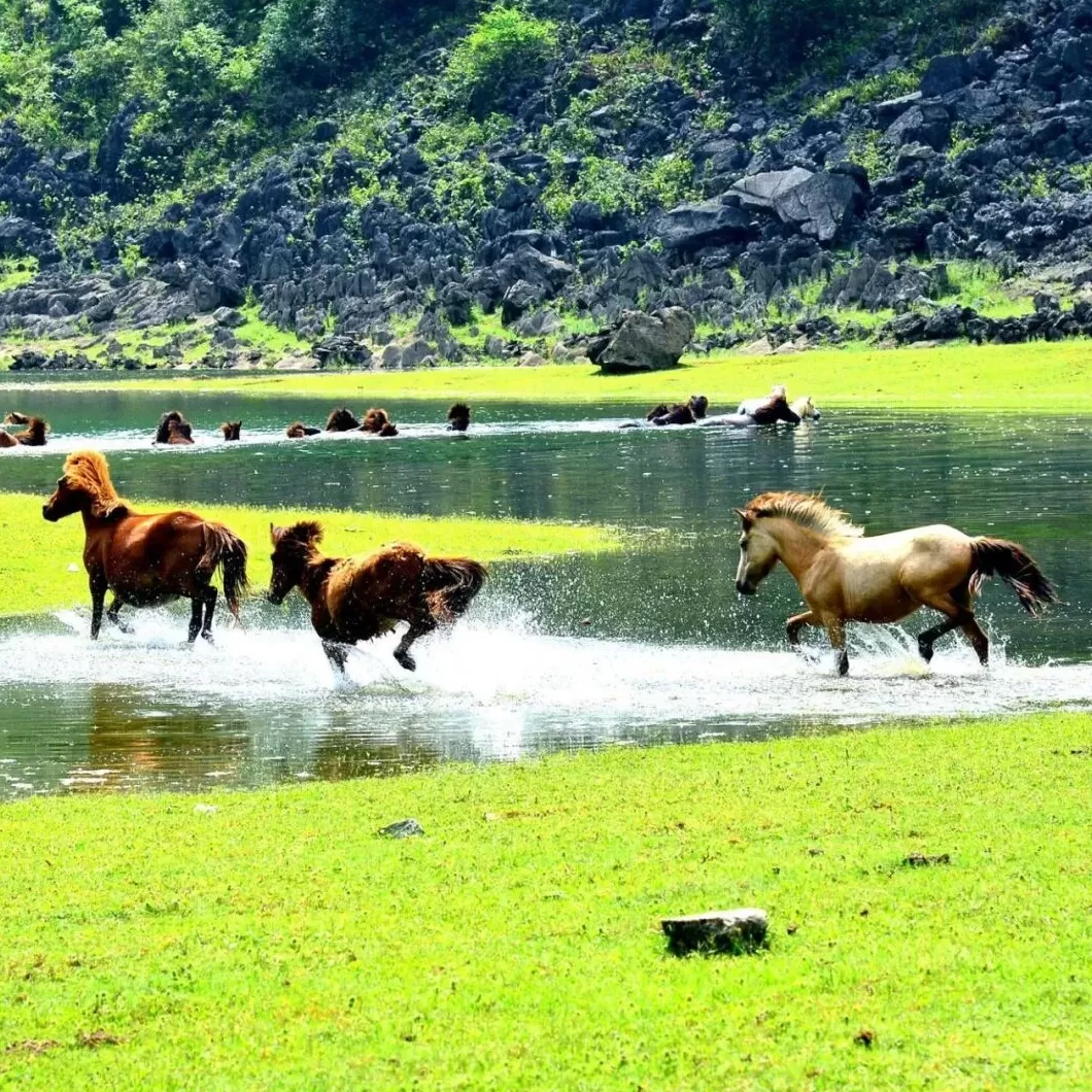 法国大牌香水 法国巴黎香水没它不香!在香水界火了100多年的原料,藏在广西