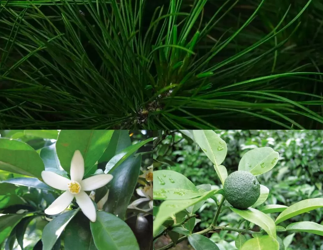 法国小众香水 这几款撞味率为0的小众香水,衬得上你的独特灵魂
