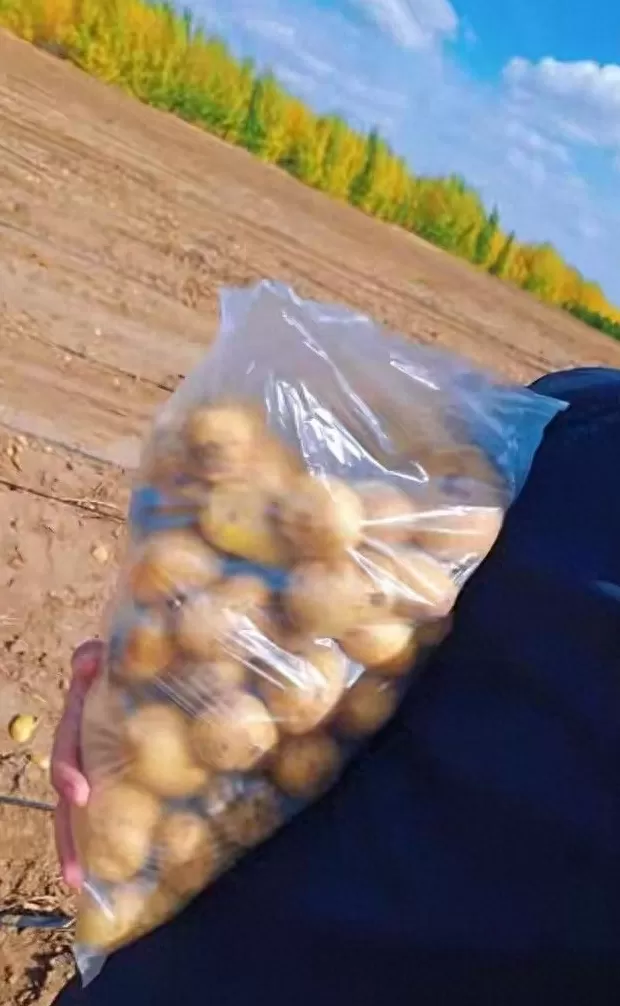 疯狂土豆的做法 “疯狂土豆”火!国道堵长龙,弃薯成假期惊喜