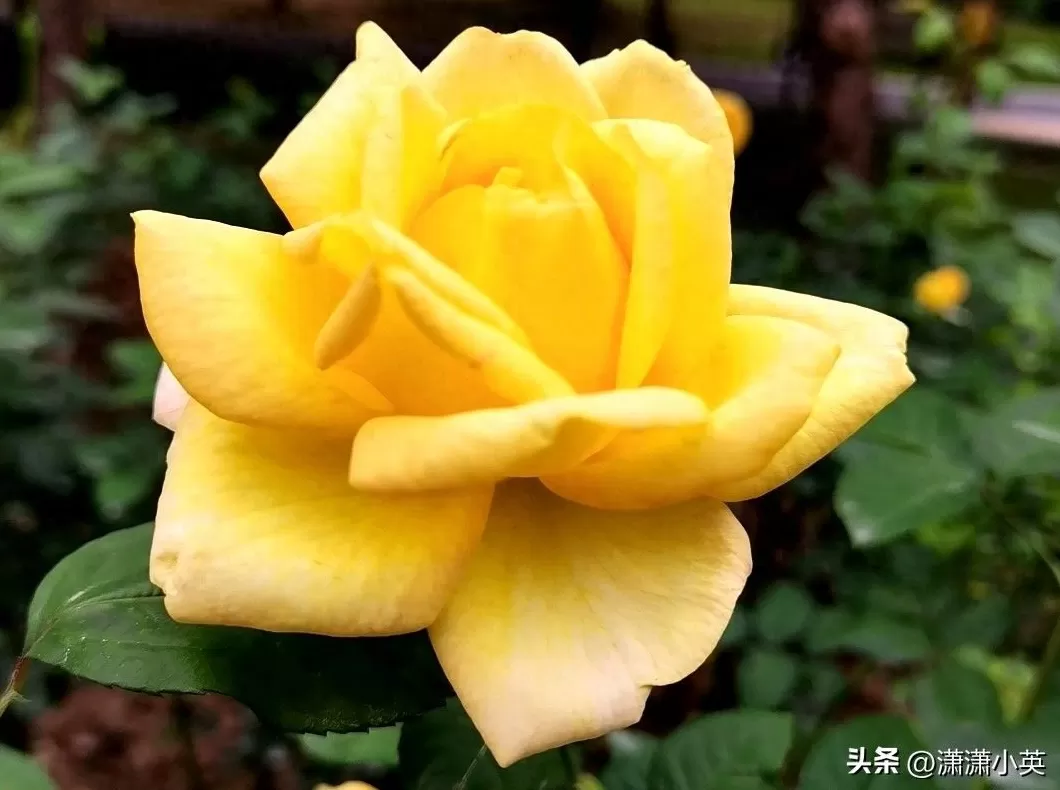 饮品店一套桌椅多少钱 月租金8000的办公室,不如这辆菱智?创业者都在偷藏的移动生意舱