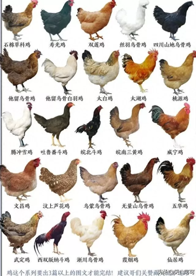 中国十大顶级土鸡 中国十大名鸡,谁是最受欢迎的鸡种? 中国十大顶级土鸡 中国十大名鸡,谁是最受欢迎的鸡种?