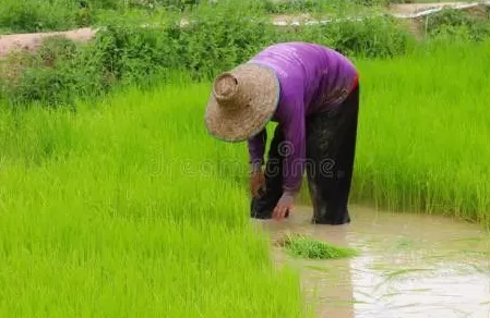 米多面多前景怎么样 93年,三叔联合爷爷逼父亲下岗,如今父亲月入30000他们流浪街头