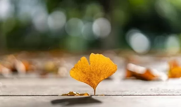 奶茶店饮品更新文案 🍂希望这个秋天,奶茶甜一点,快乐多一点!早安文案🔆