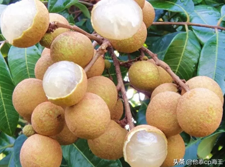 饮品店龙眼饮品怎么做 龙血果干的正确泡法,教你健康饮品轻松搞定!