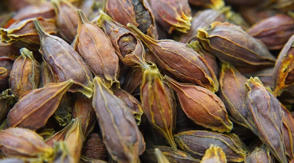 创办校园饮品店计划任务书600字 文化中国行·匠心记丨自治区周年庆系列之和田药茶:药食同源香丝路